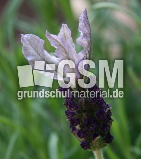 Lavendel-008.jpg